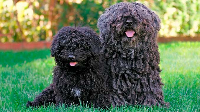 Фото собак породы пули