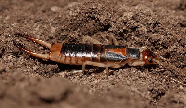 Фото: Уховертка в огороде