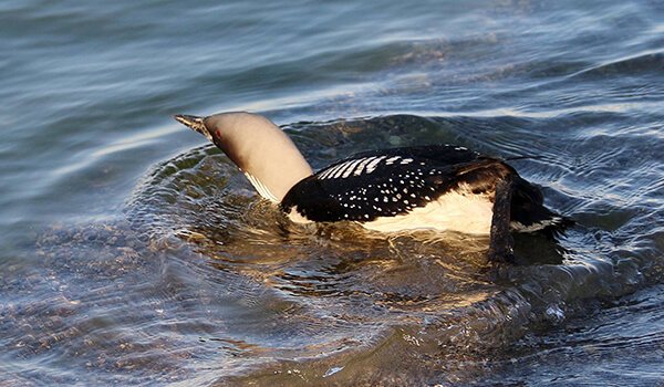 Фото: Водоплавающая гагара