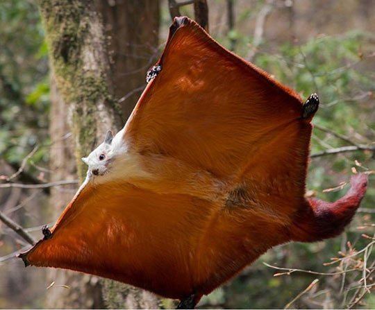 Где обитает белка летяга?