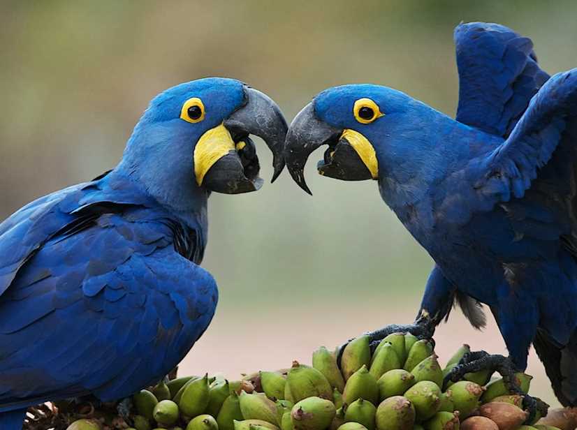 гиацинтовый попугай ара