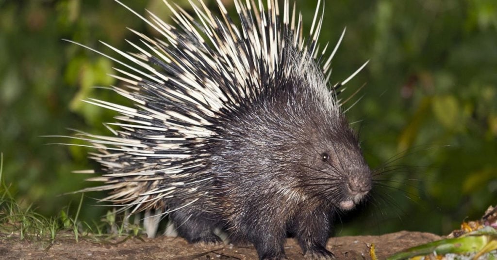 Дикобраз