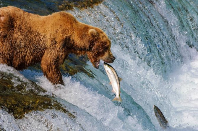 Гризли ловит лосося