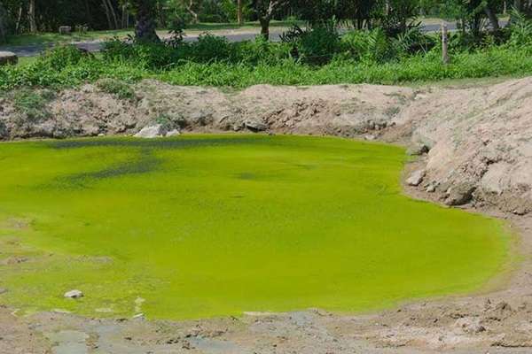 Хламидомонада особенности строения, общая характеристика, значение в биологии