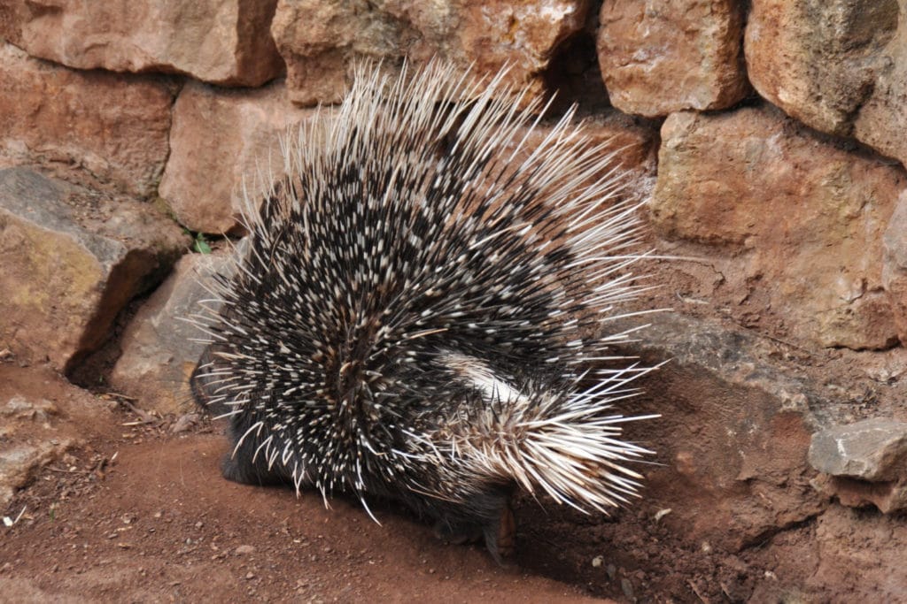 Хвост дикобраза