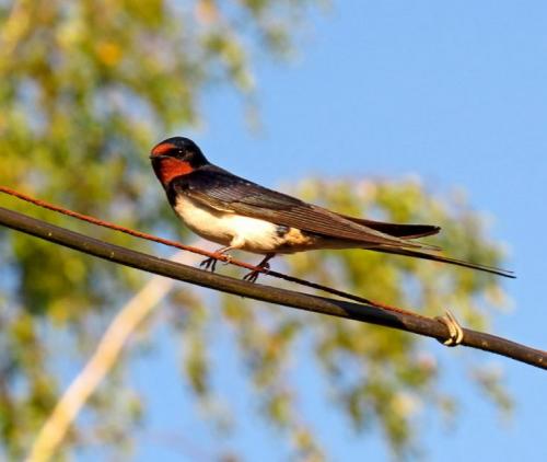 Интересные факты о ласточках. Ласточки: описание