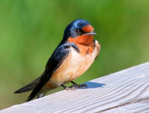 Интересные факты о ласточках. Ласточки: описание