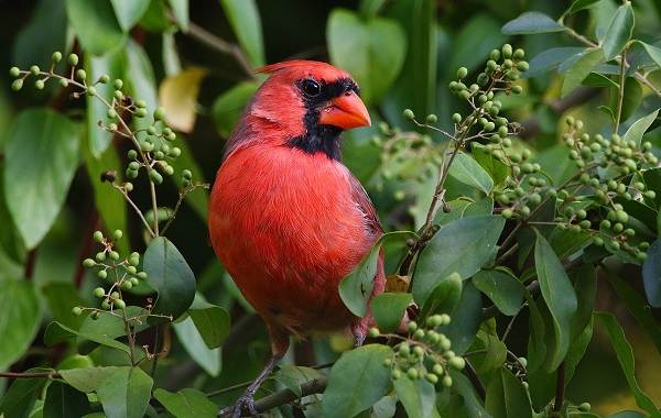 Кардинал-птица-Описание-особенности-виды-образ-жизни-и-среда-обитания-кардинала-5