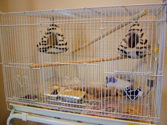 Клетка для белки летяги