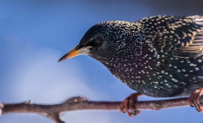 когда прилетают скворцы