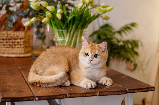 Котенок британской шиншиллы золотистого окраса