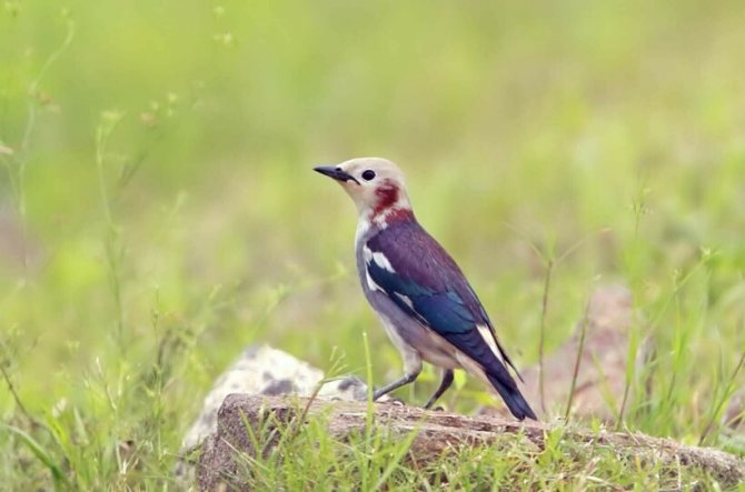 Краснощёкий японский скворец