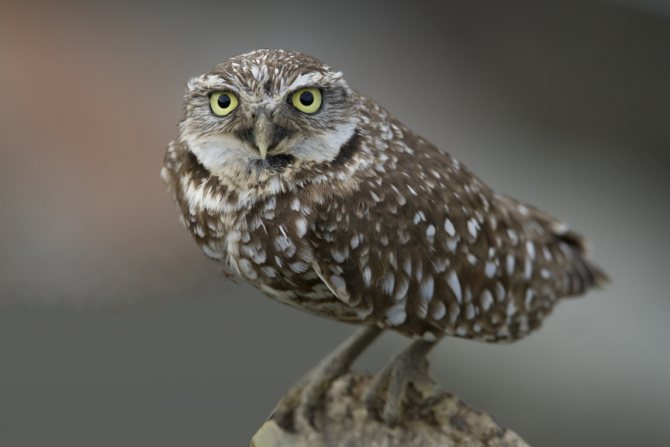 кроличий сыч - Athene cunicularia