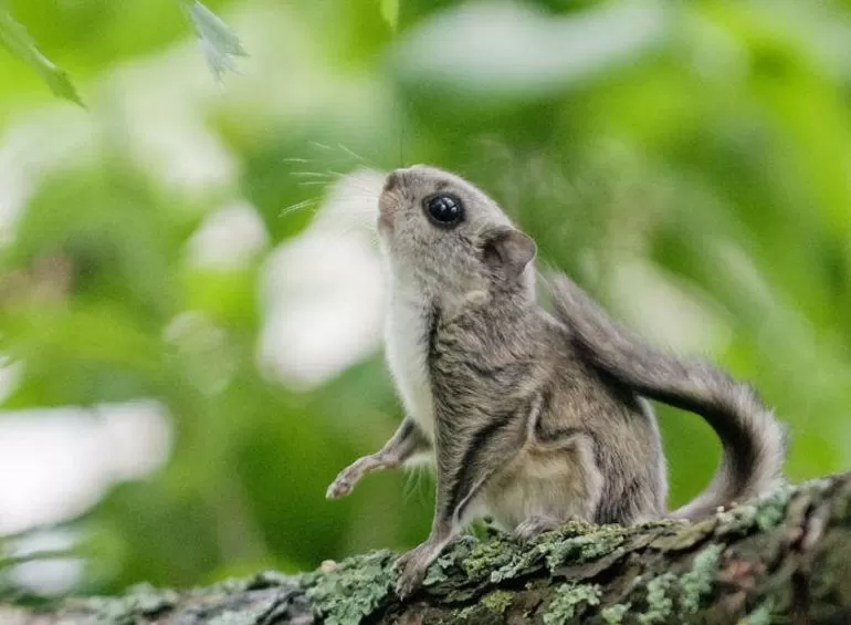 Кто такая белка летяга