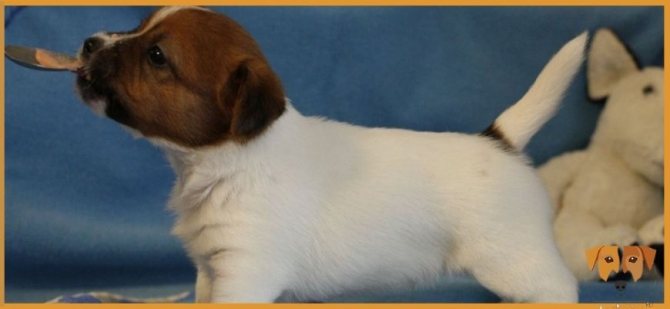 Метрика для щенка