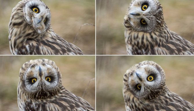 на сколько сова поворачивает голову