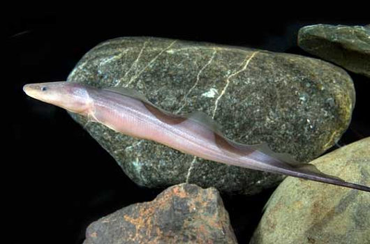 Нильский гимнарх