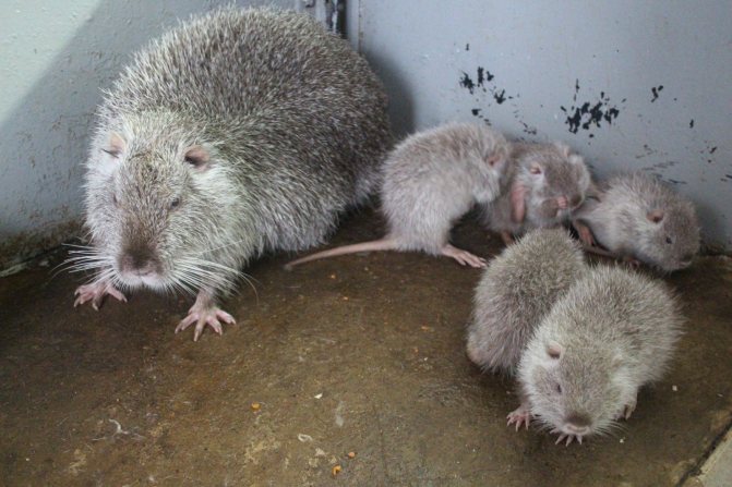 Нутрии в сухом помещении