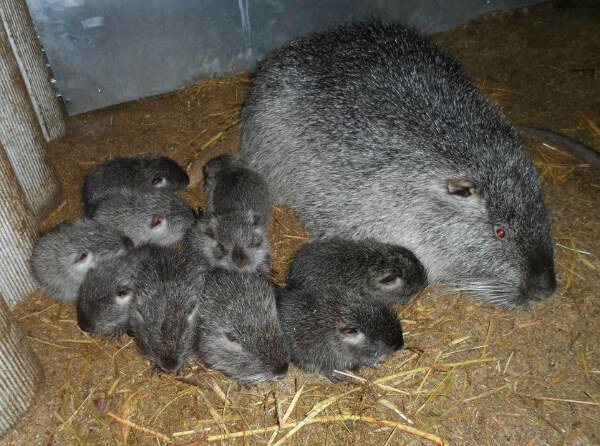 Нутрия с детёнышами