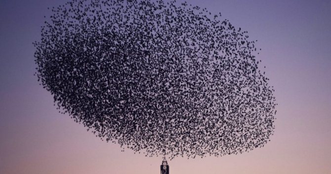 обитания скворцов