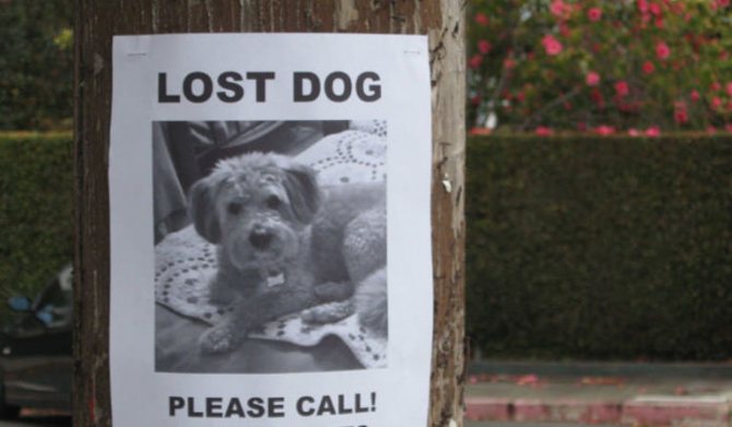 Объявление о пропаже собаки