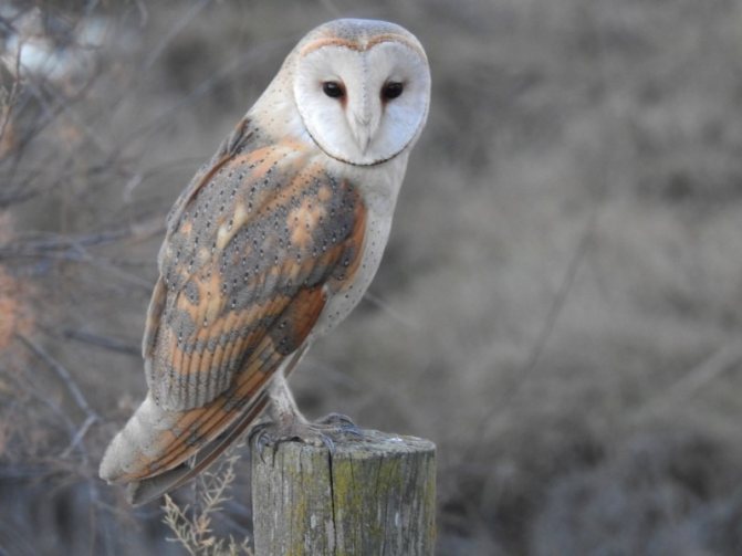 обыкновенная сипуха - Tyto alba