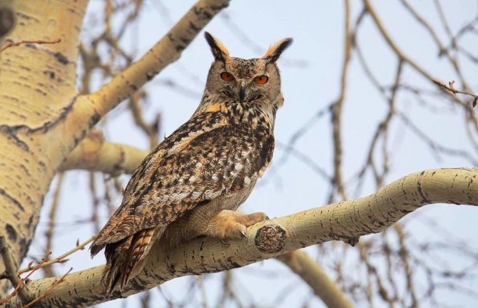 обыкновенный филин - Bubo bubo