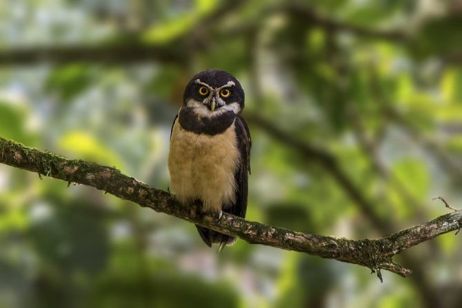 Очковая нетропическая сова - Pulsatrix perspicillata