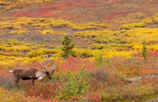 олень в тундре - фото