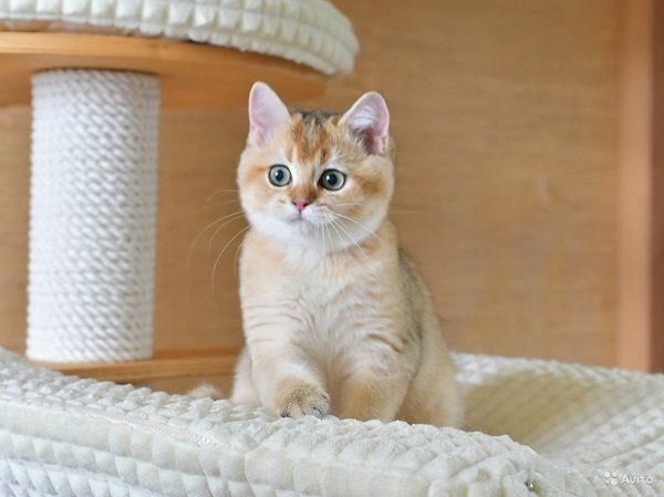 Отношения с хозяином