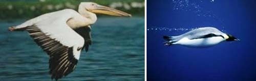 Пеликан и пингвин