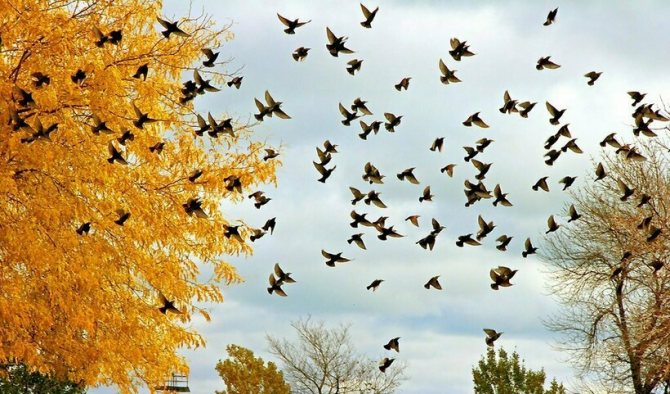 Перелёт скворцов