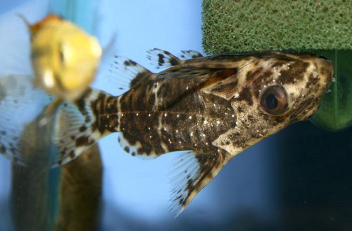 перевертыш сом аквариумный