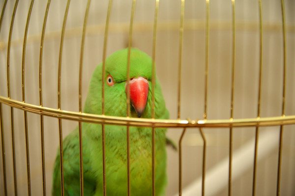 Поддерживаем чистоту в клетке питомца