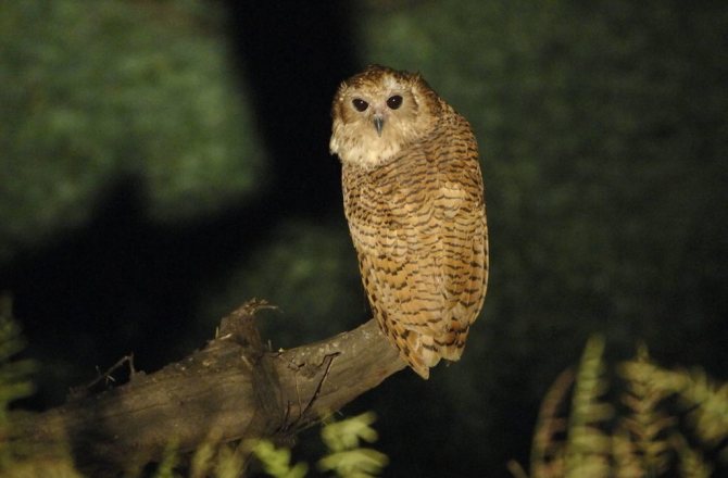 полосатая рыбная сова - Scotopelia peli