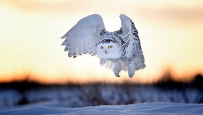 полярная сова - Nyctea scandiaca