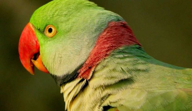 попугай александрийский