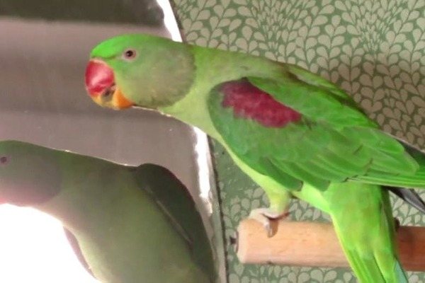 Попугай прогуливается по квартире
