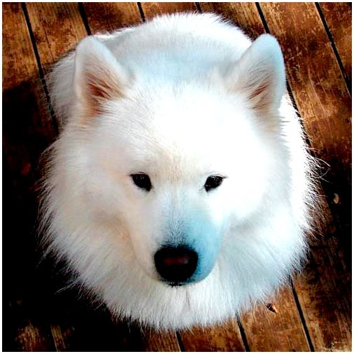 Порода собак мордочка как у лисы