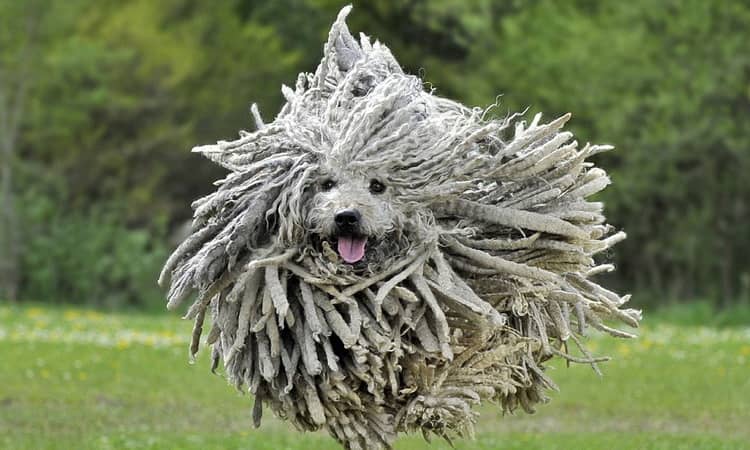 порода собак пули