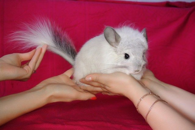 Белая бархатная шиншилла