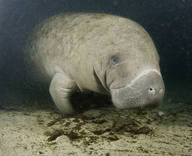 Американский ламантин