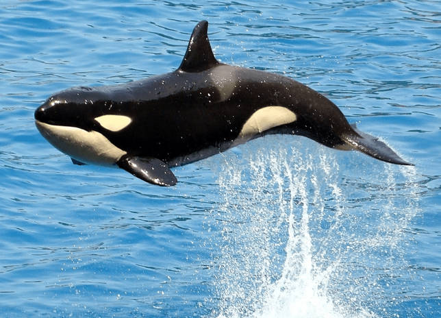 Какое млекопитающие самое крупное на Земле?