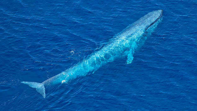 Какое млекопитающие самое крупное на Земле?