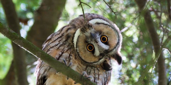 поворот головы совы