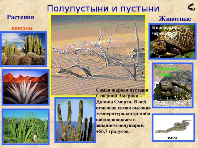 презентация по теме Природные зоны Северной Америки