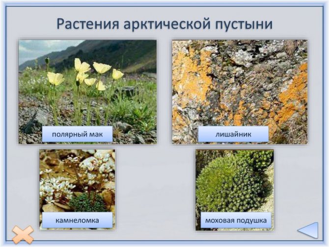 Природные зоны Северной Америки - online presentation