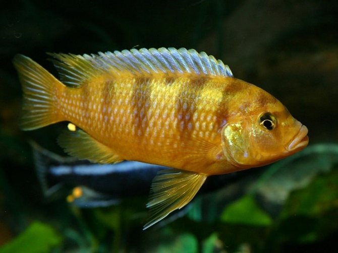 Псевдотрофеус ломбпрдо