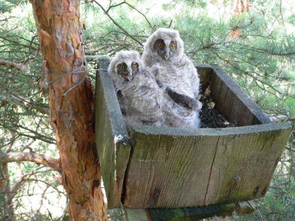 Птенцы в ящике-гнезде