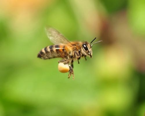 Птицы красного цвета которые не улетают на юг. Какие птицы улетают на юг?